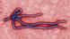 Symbolbild - Ebola Virus Symbolbild - Ebola Virus