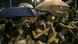 China Hongkong Demonstration der Demokratiebewegung Regenschirm China Hongkong Demonstration der Demokratiebewegung Regenschirm