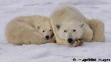 Polar bear mother and young resting, Ursus maritimus, Hudson Bay, Canada PUBLICATIONxINxGERxSUIxAUTxHUNxONLY Polar Bear Mother and Young RESTING Ursus maritimus Hudson Bay Canada PUBLICATIONxINxGERxSUIxAUTxHUNxONLY