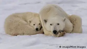Artenschutz Eisbär