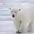 Polarbär in Alaska