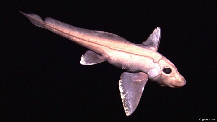 Kaninchenfisch (gemeinfrei)