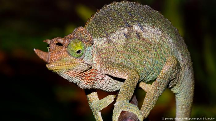 Le caméléon à trois cornes de Jackson