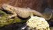 Reptilien (Bildergalerie) Bartagame Reptilien (Bildergalerie) Bartagame