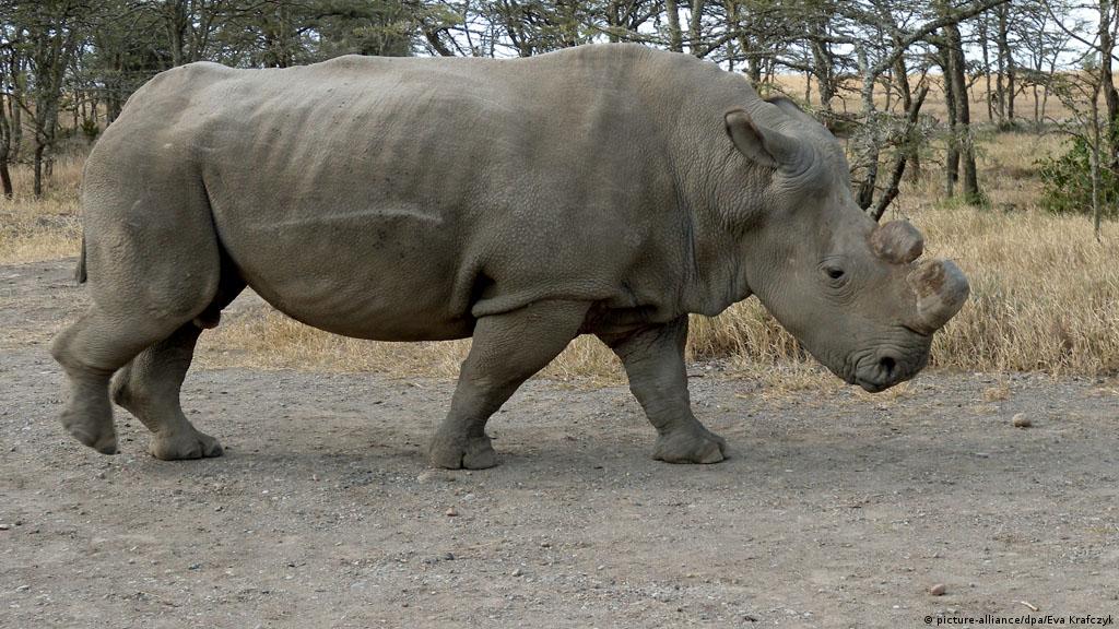 White Northern Rhino On Brink Of Extinction After Death In Kenya News Dw 19 10 2014