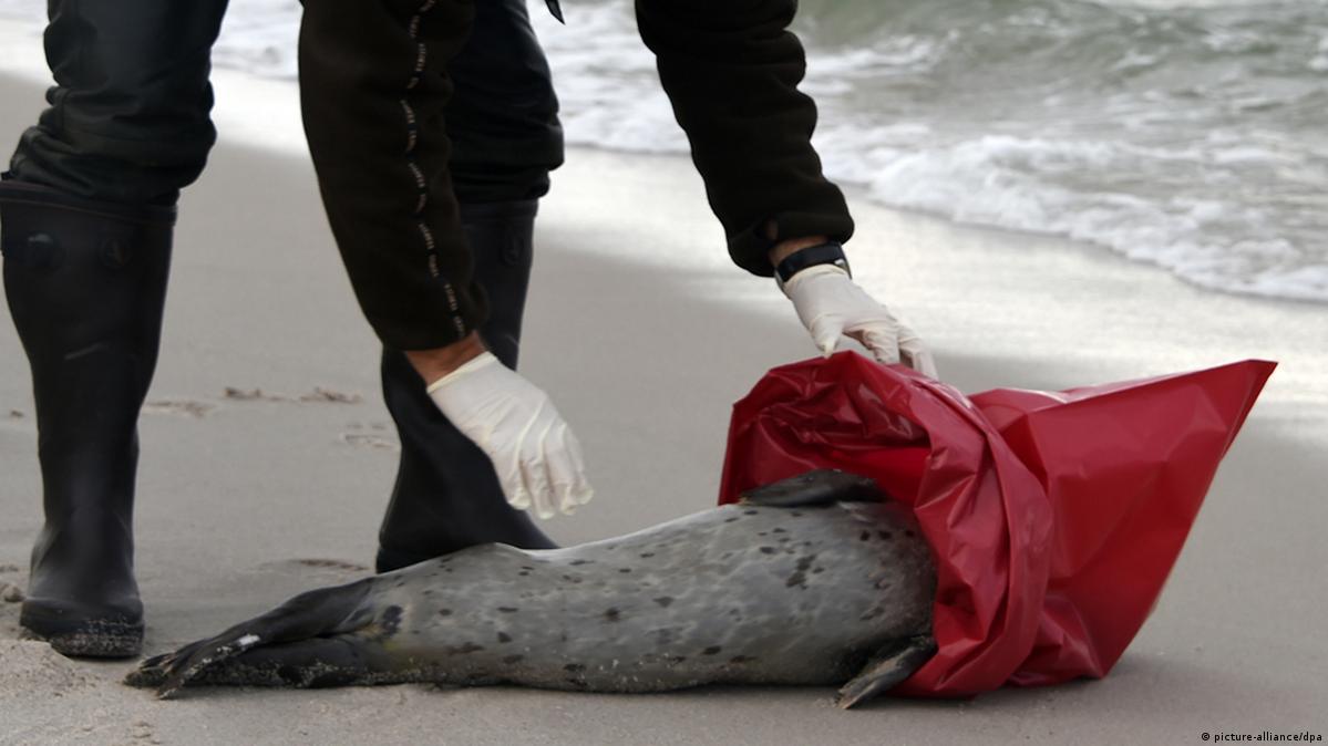 Seals die of avian flu DW 10/27/2014