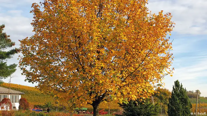 Baum des Jahres 2015: Feldahorn 