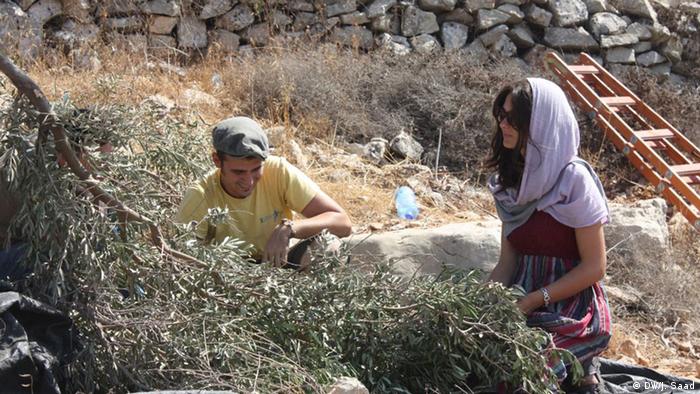 Palästina Olivenernte
