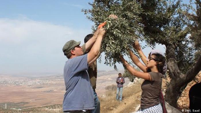 Palästina Olivenernte