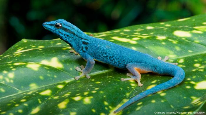 How Geckos Stay Clean Even In A Dusty Environment Global Ideas Dw 18 03 2015