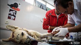 Ein verletzter Wolf wird behandelt