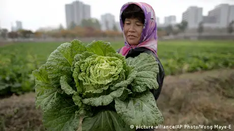 Harvesting a cabbage in North Korea
