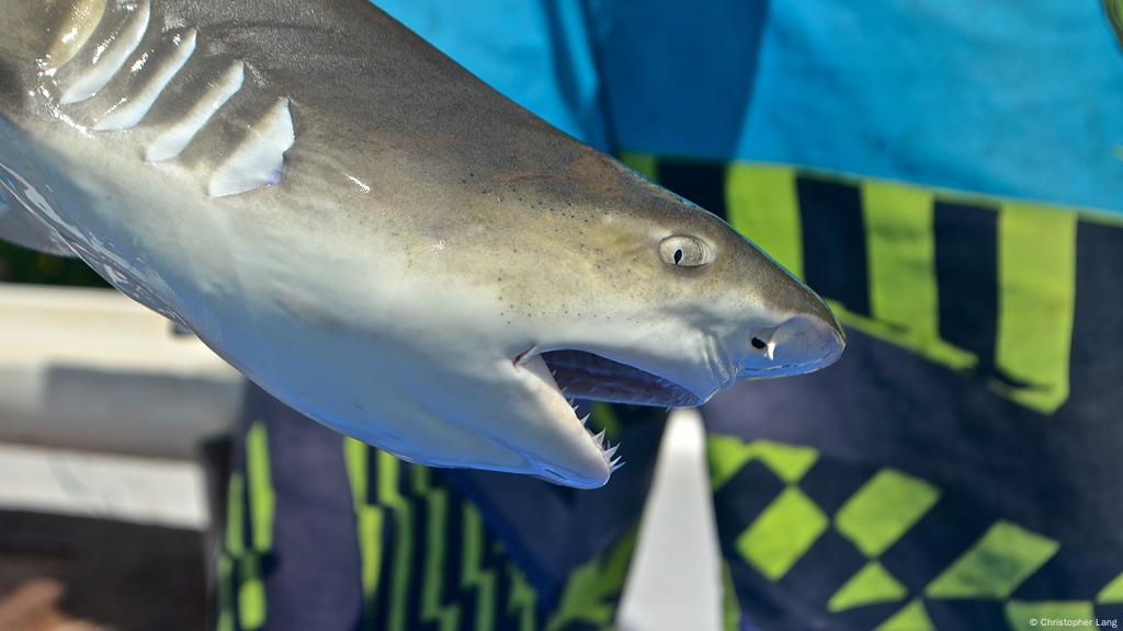 H A I Fisch Der Mythos Vom Einzelkampfer Hai Wissen Umwelt Dw 30 10 2014