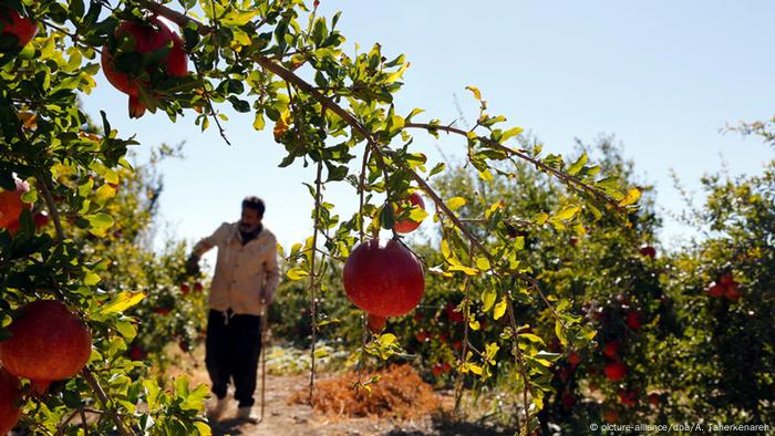 Iran Landwirtschaft Granatäpfel (Bildergalerie)