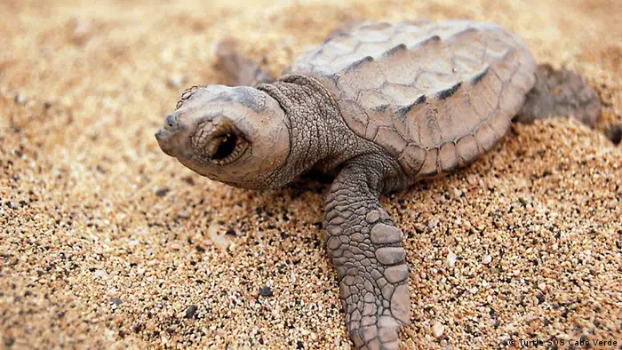 Newborn sea turtle (Picture: Turtle SOS Cabo Verde)