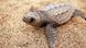 Baby sea turtle on beach (Photo: Turtle SOS Cabo Verde) Baby sea turtle on beach (Photo: Turtle SOS Cabo Verde)