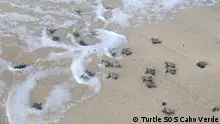 佛得角：拯救海龟