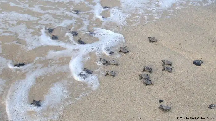 Meeresschildkröten Kapverden