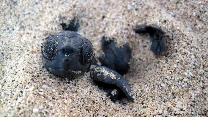 Kapverden Meeresschildkröte