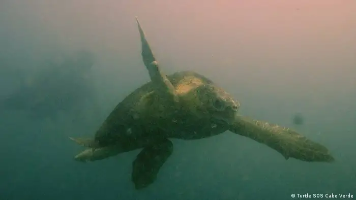 Kapverden Meeresschildkröte