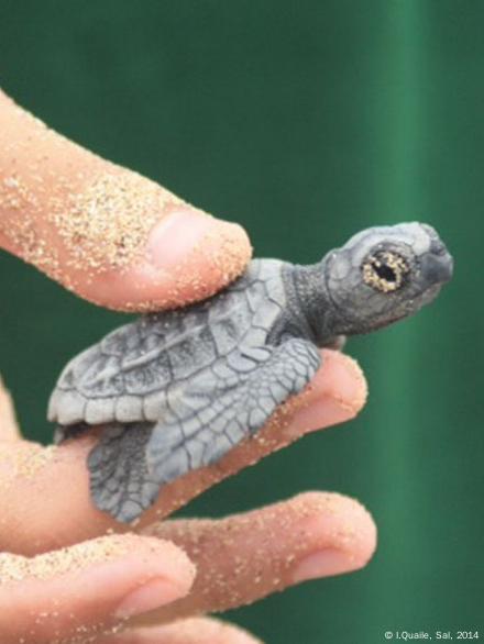 Giving baby turtles a helping hand – DW – 11/06/2014