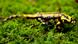 Feuersalamander Feuersalamander