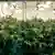 Cannabisplantage in einem Raum mit Lichtern Promobild für den Film The Culture High