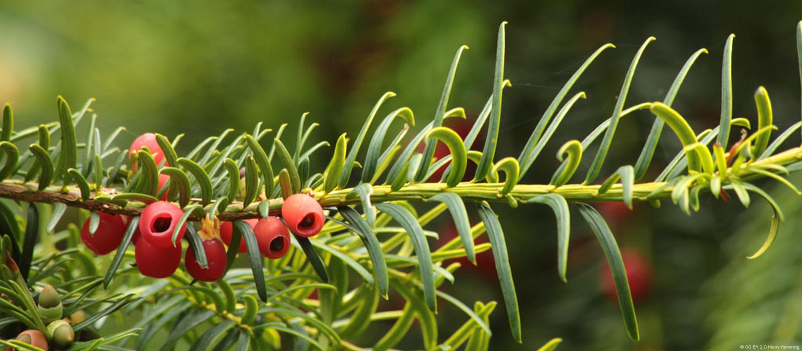 Las Plantas Ornamentales y sus efectos curativos en la vida de la especie  humana.