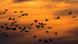 Photo: Cranes fly over Germany (Source: Jens Büttner/dpa) Photo: Cranes fly over Germany (Source: Jens Büttner/dpa)