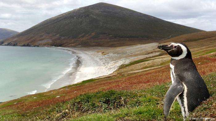 Falkland Inseln Magellan Pinguin