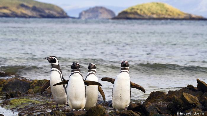 Magellanic penguins on the Falkland Islands (Photo: imago/blickwinkel)