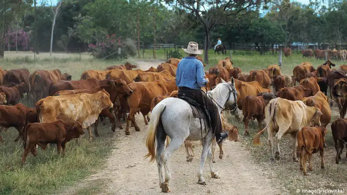 Australien Rinderherde Cowboy auf Stockhorse