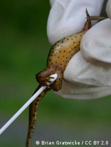 Foto: Ein Salamander, der von dem Bd Pilz befallen ist.
