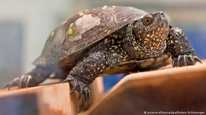 Europäische Sumpfschildkröte Reptil des Jahres 2015