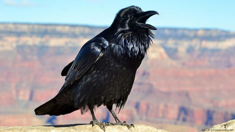 Common Raven (U.S. National Park Service)