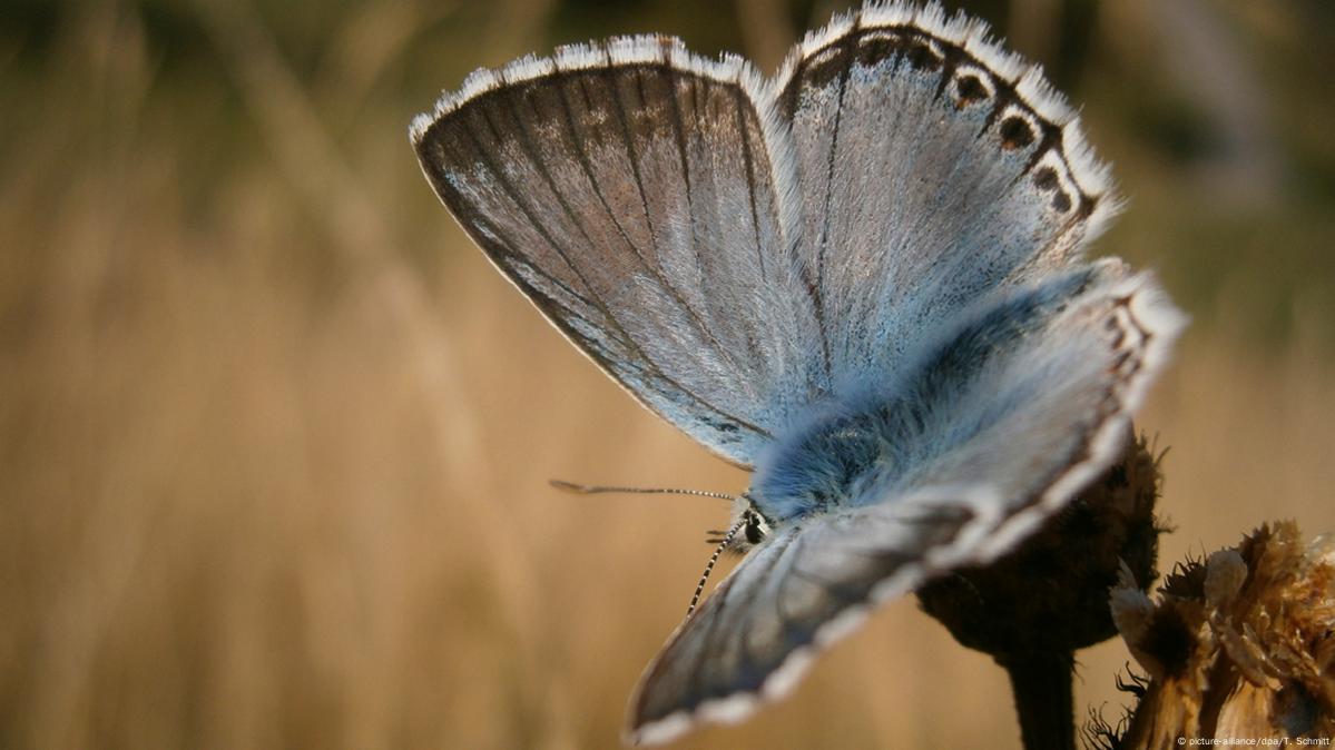 Oldest butterfly fossils ever discovered – DW – 01/11/2018