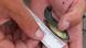 A tiny fish, measured (Photo: Robin Baranowski/NPS Photo, CC BY-SA 2.0 via flickr.com) A tiny fish, measured (Photo: Robin Baranowski/NPS Photo, CC BY-SA 2.0 via flickr.com)