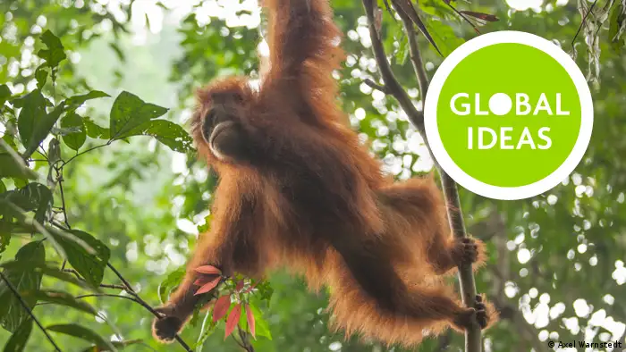 Zu Hause im Regenwald von Sumatra: Orang-Utan
