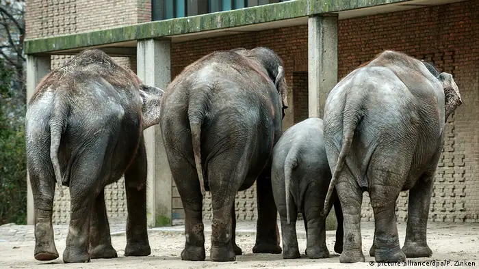Elephants in captivity (picture-alliance/dpa/P. Zinken)