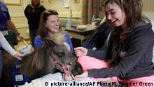 In this Nov. 13, 2014 photo, patient Emily Pietsch spends time with Mystery one of two miniature horses from 'Mane in Heaven' that made a visit to the pediatric unit at Rush University Medical Center in Chicago. Mystery and Lunar, small as big dogs, are equines on a medical mission, to offer comfort care and distraction therapy for ailing patients. It is a role often taken on by dogs in health-care settings _ animal therapy, according to studies and anecdotal reports, may benefit health, perhaps even speeding healing and recovery. (AP Photo/M. Spencer Green)