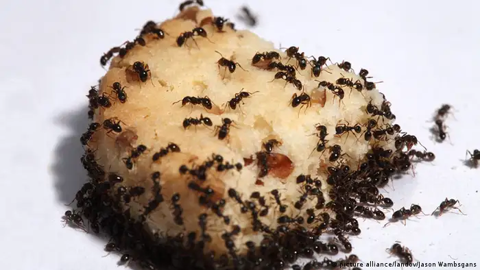Ameisen auf einem Kuchen (Bild: dpa/Picture alliance) 