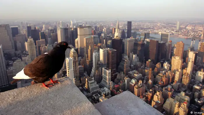 New York: Taube blickt über Manhattan (Bild: dpa/Picture alliance) 