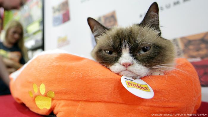 orange grumpy cat