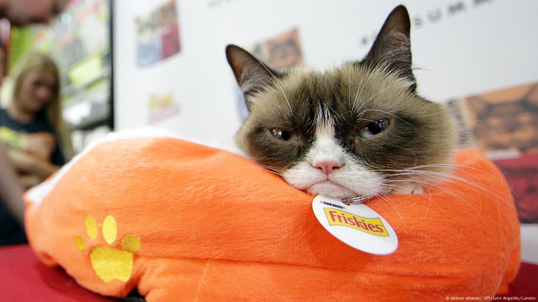 Grumpy Cat Dies Aged 7