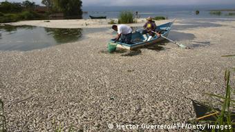 Fishermen collect dead popocha fish at the lagoon of Cajititlan in Tlajomulco de Zuniga, Mexico