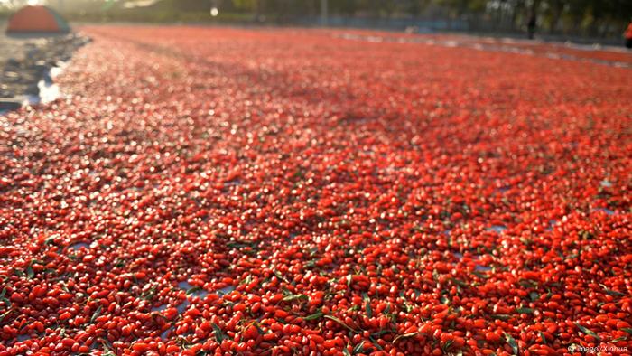 Goji Beeren aus China