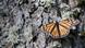 Teaser Schmetterling Ohne Logo Teaser Schmetterling Ohne Logo