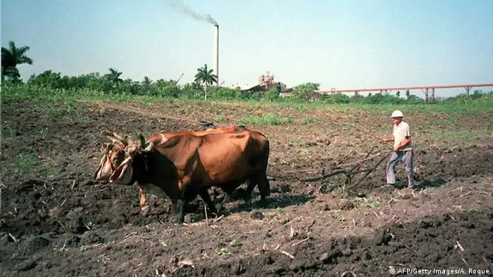 Ein Bauer pflügt ein Feld mit Ochsen