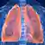 Symbolbild menschliche Lungen