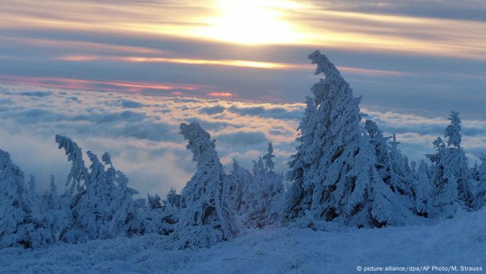 Ведьмина метла на дереве фото